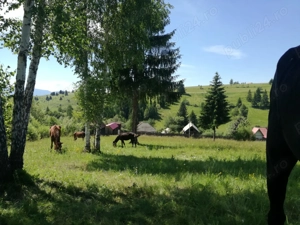 Vanzare Teren Intravilan Transylvania,Harghita