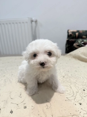 Bichon Frise  - Rasa pură - imagine 2