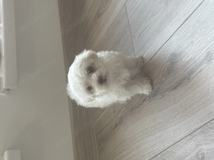 Bichon Frise  - Rasa pură - imagine 3