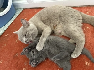 Vand puiuti British Shorthair  - imagine 2