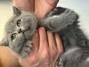 Vand puiuti British Shorthair 