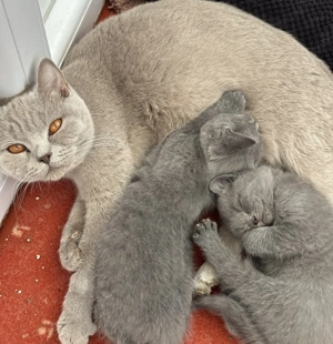 Vand puiuti British Shorthair  - imagine 3
