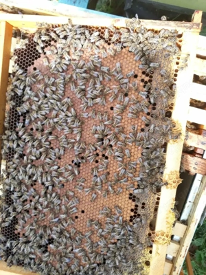 Vând  5 familii de albine in jurul datei de 15 aprilie