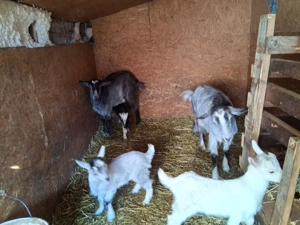 Capre de vánzare - imagine 2