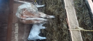 Vând juninca - imagine 2