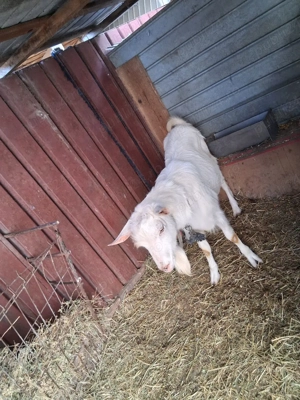 Capre de vánzare - imagine 3