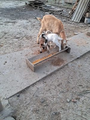 Capre cu iezi de vanzare  - imagine 2