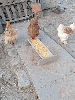 Puicute brahma  - imagine 1