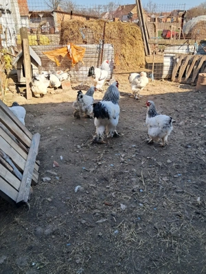 Brahma ouă de vanzare  - imagine 3