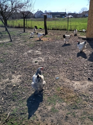 Brahma ouă de vanzare 