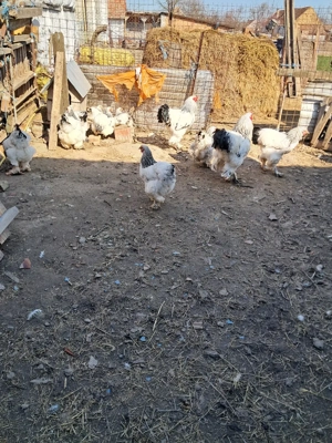 Brahma ouă de vanzare  - imagine 2