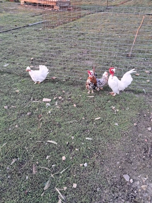 Gainusi pitice  - imagine 2