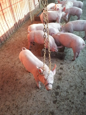 purcei de carne pietran de vânzare  - imagine 2