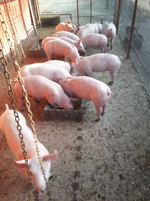 purcei de carne pietran de vânzare  - imagine 4