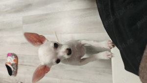 Chihuahua mascul  - imagine 4