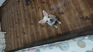 Chihuahua mascul  - imagine 3