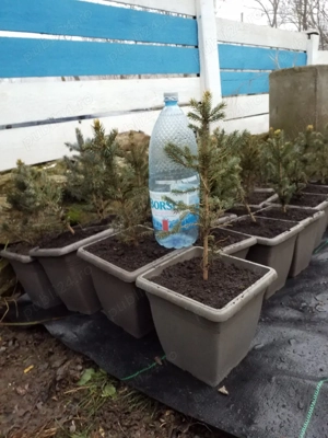 Puieti Brad Argintiu,Albastru  la Vas (Picea pungens Glauca Super Blue )