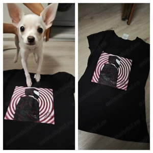 Chihuahua mascul  - imagine 2