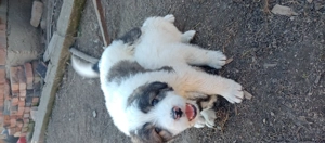 Ciobănești Asia Centrală  - imagine 3