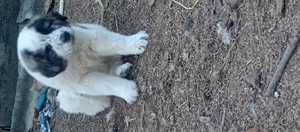 Ciobănești Asia Centrală  - imagine 4