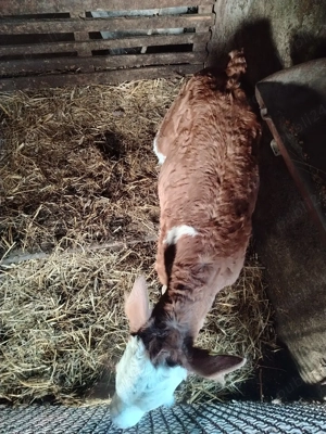 Vand vitel baltat  - imagine 5