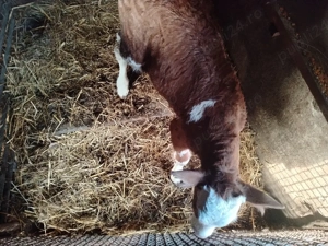 Vand vitel baltat  - imagine 3