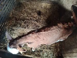 Vand vitel baltat  - imagine 2