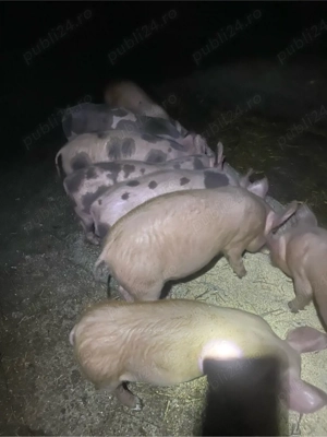 purcei de vânzare - imagine 4