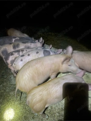 purcei de vânzare - imagine 5