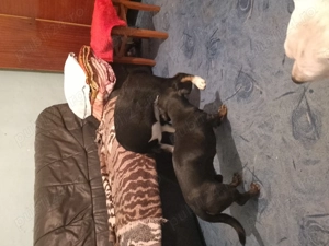 Teckel blue - imagine 2