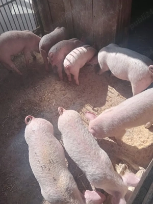 Purcei ieftini - imagine 2