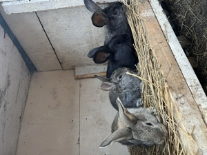 Iepuri uriaș german.