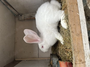 Iepuri uriaș german. - imagine 4