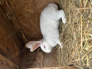 Iepuri uriaș german. - imagine 2