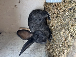 Iepuri uriaș german. - imagine 3