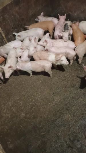 Vand purcei - imagine 2