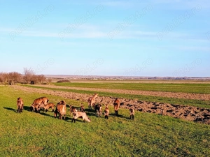 Vand Iezi Alpina Franceza. - imagine 2