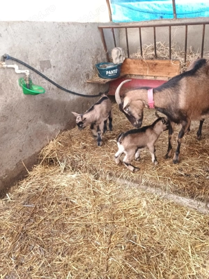 Vand Iezi Alpina Franceza. - imagine 3