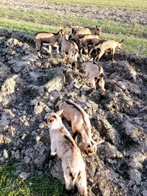 Vand Iezi Alpina Franceza.