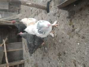 Gaini românești  - imagine 2