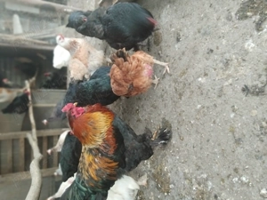 Gaini românești  - imagine 3