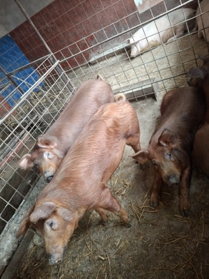 Porci de vânzare-   - imagine 4