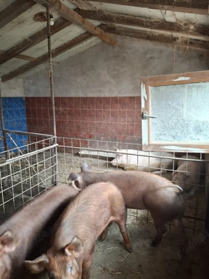Porci de vânzare-   - imagine 2