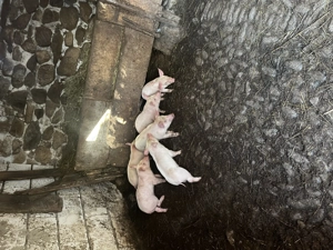 Purcei de vânzare .. - imagine 3