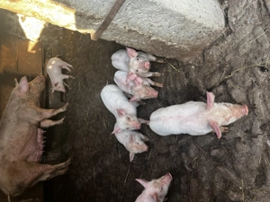 Purcei de vânzare ..