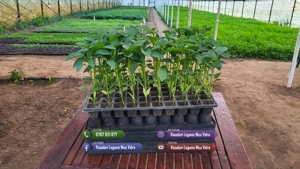 Rasaduri Legume Rasad Rosii Inima de bou Prekos Rila Ardei Vinete etc - imagine 5