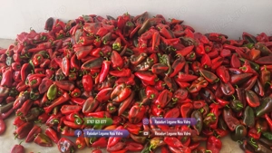 Rasaduri Legume Rasad Rosii Inima de bou Prekos Rila Ardei Vinete etc - imagine 6