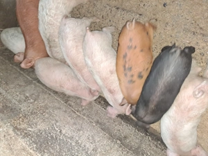 Purcei de 7 saptamăni  - imagine 2