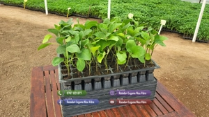 Rasaduri Legume Rasad Rosii Inima de bou Prekos Rila Ardei Vinete etc - imagine 3