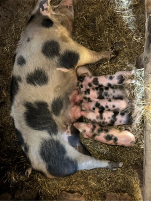 vand scroafa  - imagine 2